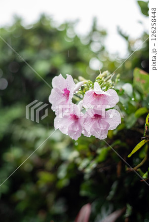 雨に濡れて雨粒が残るピンク色のソケイノウゼンの花 126258448