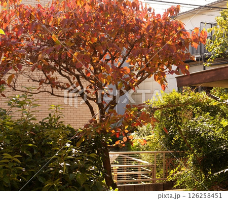 庭先の紅葉 庭先の紅葉 126258451