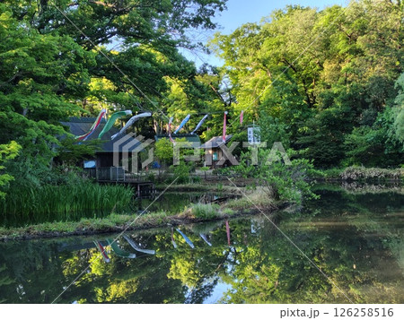 港北ニュータウン・せせらぎ公園の古民家と鯉のぼり 126258516