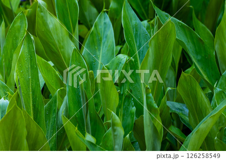 朝日を浴びて生き生きと成長している若葉 朝日を浴びて生き生きと成長している若葉 126258549