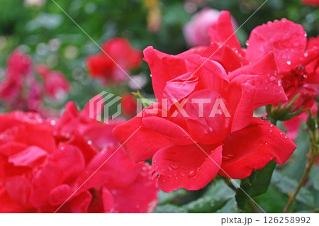 バラの花 バラの花 126258992