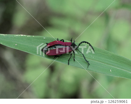 赤い体色の昆虫 ベニボタル科クシヒゲベニボタル 126259061