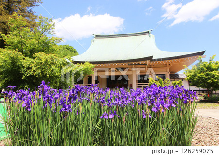 豪徳寺　本堂 126259075