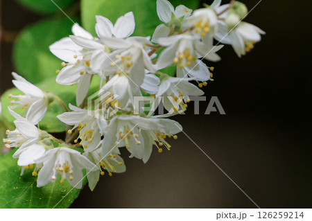 日本固有種 アジサイ科ヒメウツギの清楚な白い花 126259214