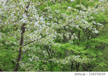 春の森 126259220