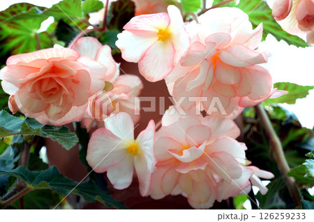 球根ベゴニア 126259233