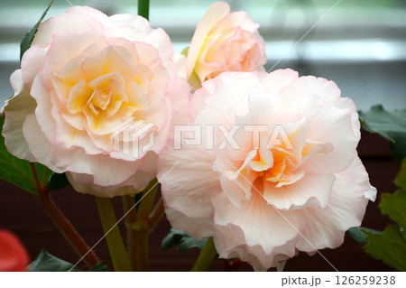 球根ベゴニア 126259238