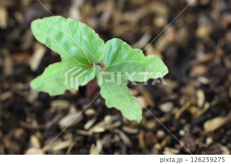 芽を出したアサガオ 126259275