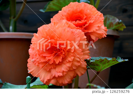 球根ベゴニア 球根ベゴニア 126259276