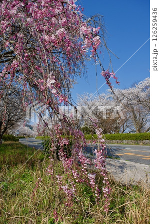 紅い枝垂れ桜と染井吉野 126259436