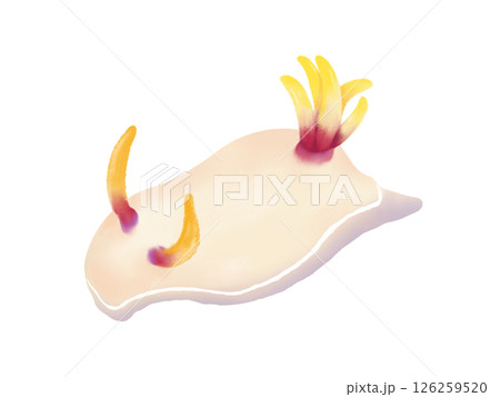 ゾウゲイロウミウシの水彩イラスト 126259520