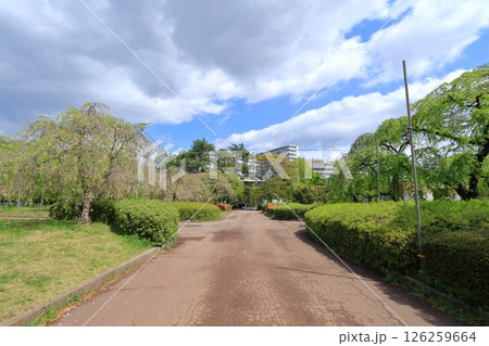 宮城県・仙台市・榴岡公園 126259664