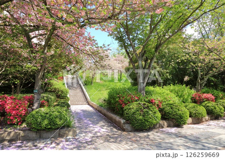 宮城県・仙台市・榴岡公園 宮城県・仙台市・榴岡公園 126259669