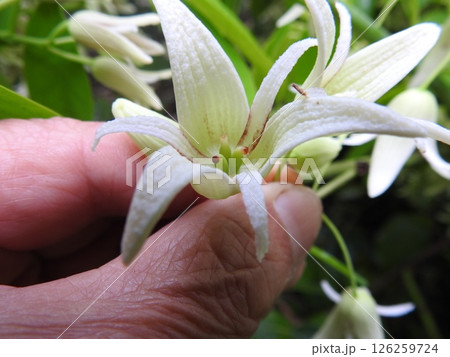 ムベの花 126259724