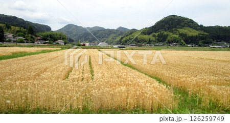 南国鹿児島の風景 南国鹿児島の風景 126259749