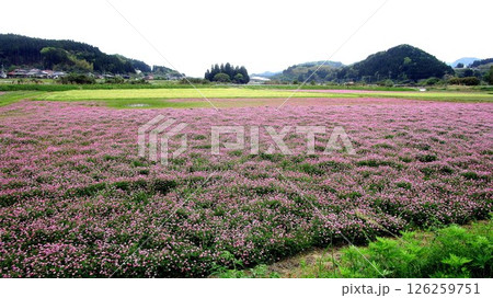 南国鹿児島の風景 南国鹿児島の風景 126259751
