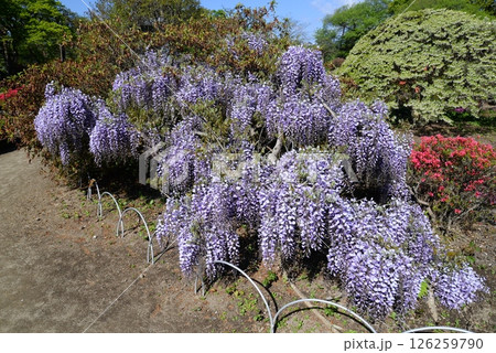藤の花 126259790