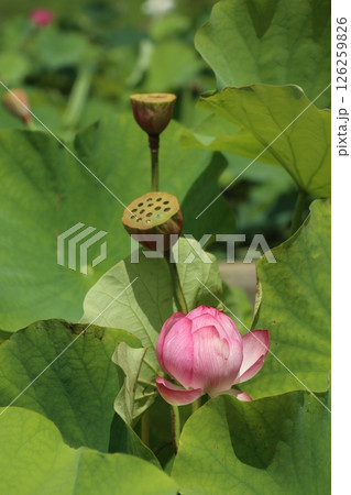 艶やかな蓮の花のある風景 艶やかな蓮の花のある風景 126259826