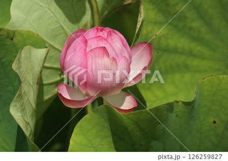 艶やかな蓮の花のある風景 126259827