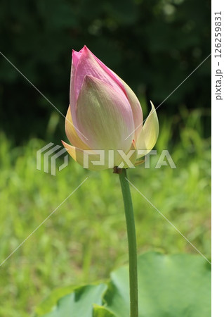 艶やかな蓮の花のある風景 126259831
