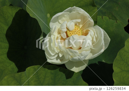 艶やかな蓮の花のある風景 126259834