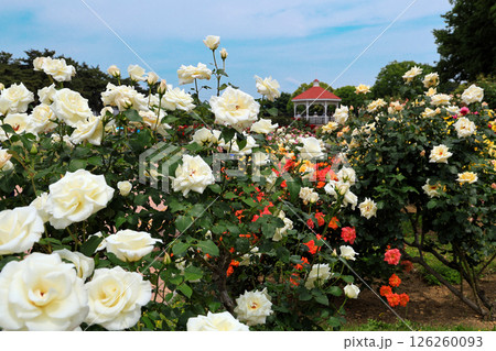 白薔薇とガゼボ 126260093