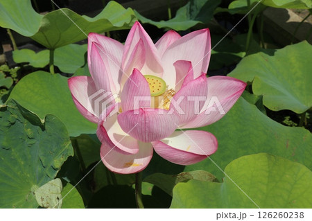 艶やかな蓮の花のある風景 艶やかな蓮の花のある風景 126260238