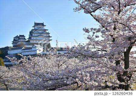 兵庫　お城　姫路城　さくら　サクラ　桜 126260436