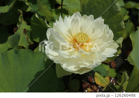 大きな白い蓮の花 126260498