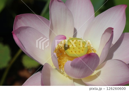 大きく開花した蓮の花アップ 大きく開花した蓮の花アップ 126260600