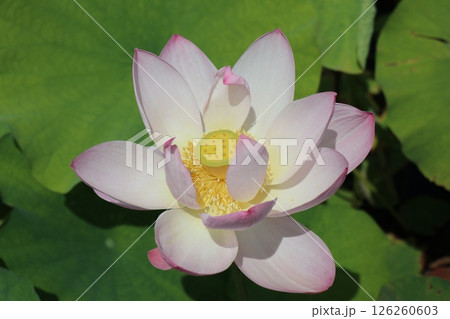 大きく開花した蓮の花アップ 126260603