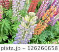 花畑 126260658