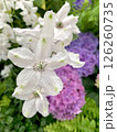 白い花と紫陽花 126260735