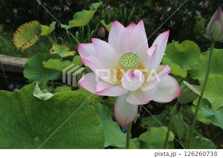 大きな白い蓮の花 126260738