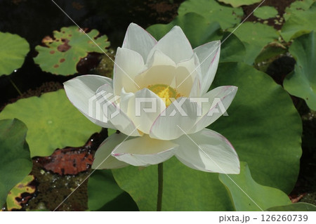 大きな白い蓮の花 126260739