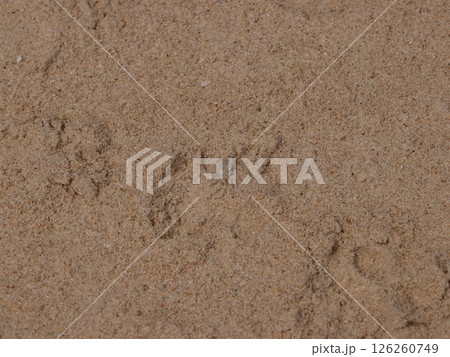 Discovering Animal Tracks Imprinted in the Soft Sand at the Beautiful Beach Shoreline 126260749