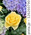 黄色い薔薇と紫陽花 126260790