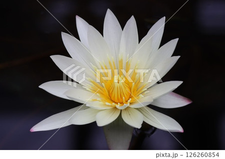 温室の水面に浮かぶ睡蓮の花 126260854