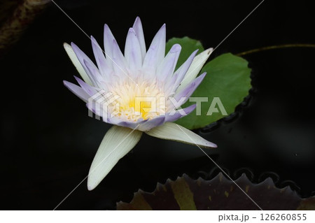 温室の水面に浮かぶ睡蓮の花 126260855