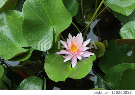 温室の水面に浮かぶ睡蓮の花 126260858