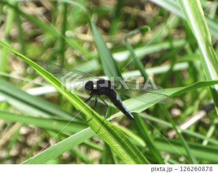 葉にとまるトンボ 126260878