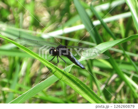 葉にとまるシオカラトンボ 126260879