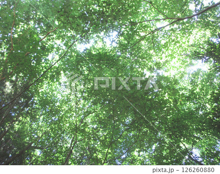 森の中で見上げた空 126260880