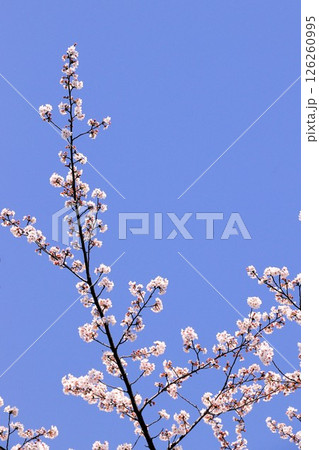 2025年春の薬師川の桜 126260995