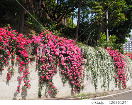 横浜 山手西洋館 ブラフ18番館の外壁のバラ 横浜 山手西洋館 ブラフ18番館の外壁のバラ 126261244