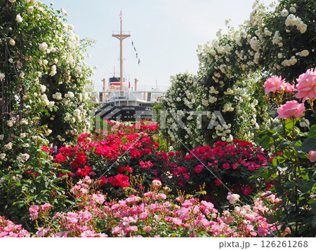 横浜　山下公園のバラ園と氷川丸 126261268