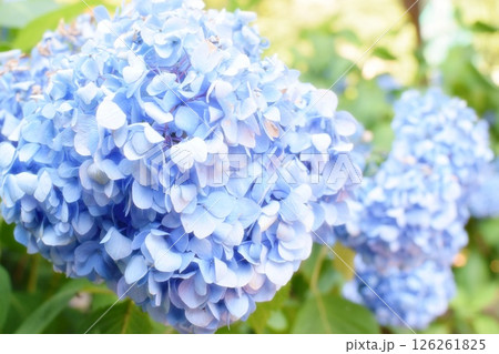 青い紫陽花 青い紫陽花 126261825
