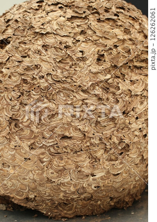 スズメバチの巣 木目のある茶色模様 スズメバチの巣 木目のある茶色模様 126262061