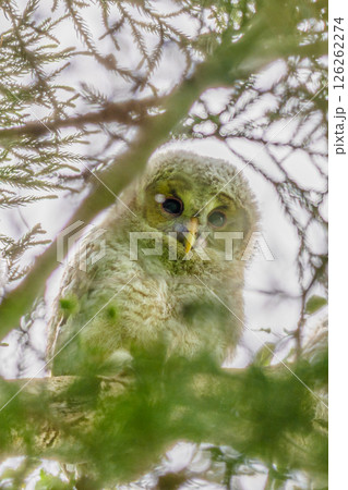 フクロウ 雛 梁川八幡宮 126262274
