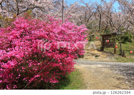 【愛媛県】桜咲く春の伯方島開山公園（しまなみ海道） 126262384